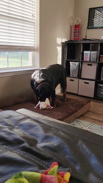 Un rottweiler lèche un ami lapin