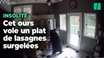 Aux États-Unis, un ours s’introduit dans une maison pour voler des lasagnes surgelées