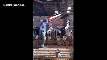 Gülümseten anlar: Ahırda dans eden çiftçi, dansını ineklere de bulaştırdı