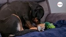 Rottweiler porywa w zęby małego kotka. To, co z nim robi póżniej, jest wzruszające (video)
