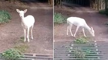 Rare white deer spotted roaming Gloucestershire countryside: ‘Something out of a fairytale’