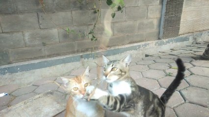 A FAMILY OF CATS SUFFERS PLAYING TOGETHER