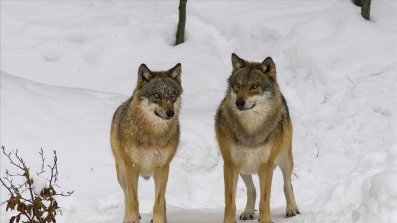 Umweltministerin Lemke will Abschuss von Wölfen vereinfachen