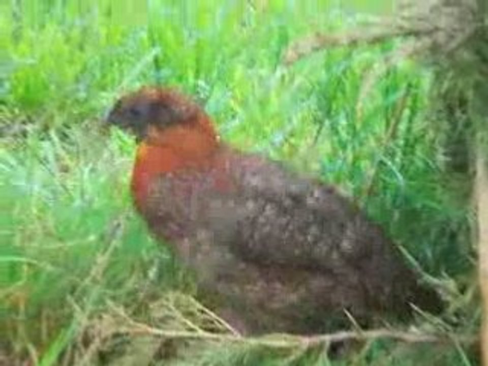 tragopan1