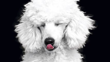 Best Dog Breeds for Allergy Sufferers