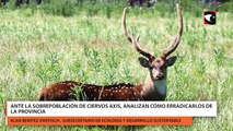 Ante la sobrepoblación de ciervos axis, analizan cómo erradicarlos de la provincia