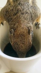 Squirrel Enjoys Morning Pick-Me-Up