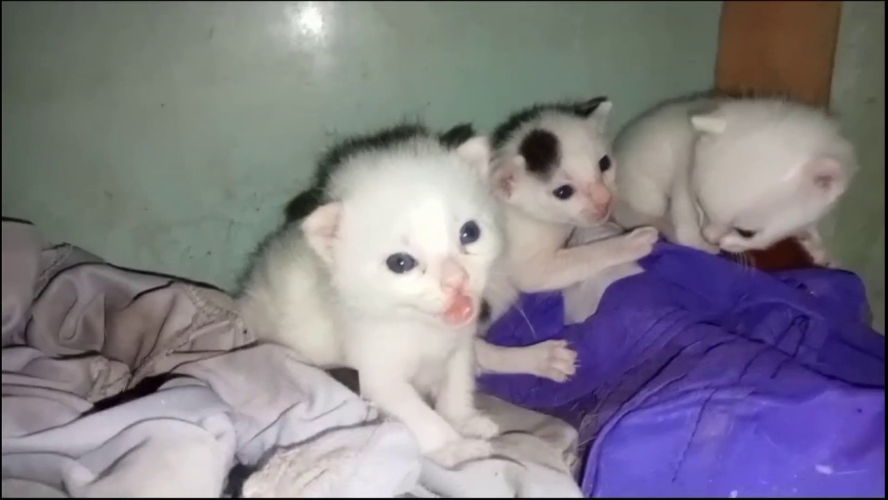 Suara anak Kucing lucu memanggil induknya.. cats meowing