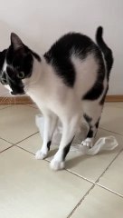 Cat Loves Treading on Plastic Bag
