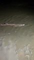 Shark found on Cleveleys Beach