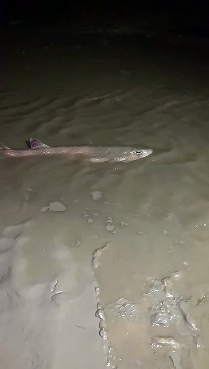 Shark found on Cleveleys Beach