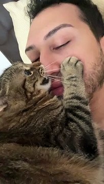 Un chat mord le nez d'un homme