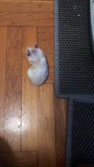 Hamster Chases Cat