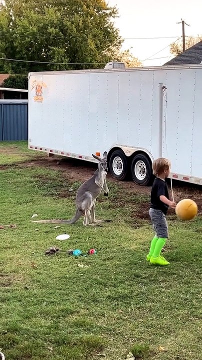 Tetherball With A Kangaroo