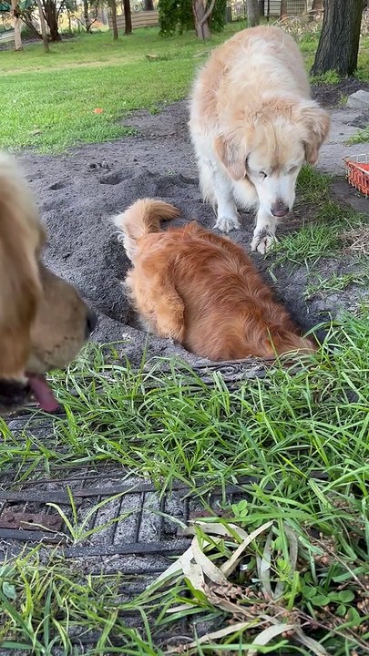 Golden Retriever Friendly Fire