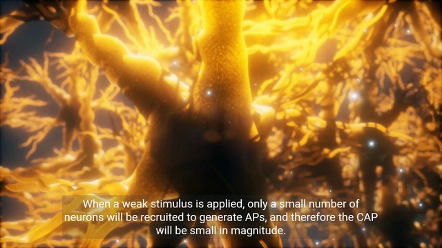 - Understanding Action Potentials and Compound Action Potentials in Neuronal Activity (1)