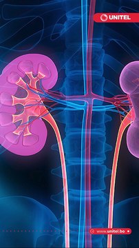 La ciencia ha dado un gran paso, se ha mantenido con vida más de dos años a primates con trasplante de riñón de cerdo.