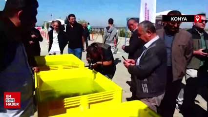 Konya’nın göl ve göletlerine yavru sazan balığı salındı