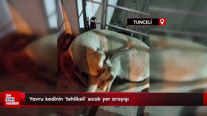 Yavru kedinin ‘tehlikeli’ sıcak yer arayışı