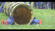 The Amazing World of Dog Sports
