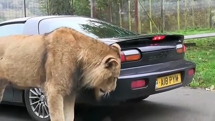 Lion takes a bite out of sports car __ Viral Video UK (1)