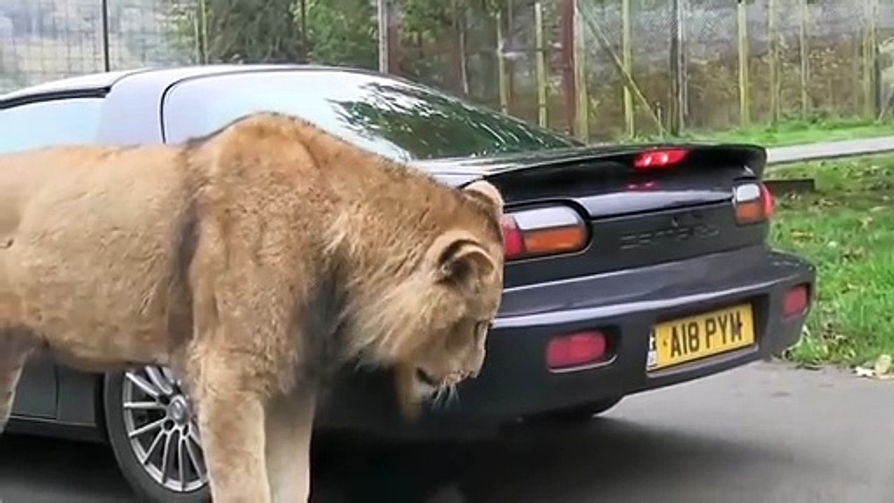 Lion takes a bite out of sports car __ Viral Vi...