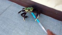 Gangster crab! __ Viral Video UK (1)