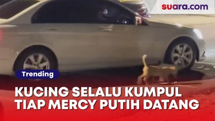 Bikin Haru! Kucing-Kucing Selalu Kumpul Tiap Ada Mercy Putih Datang, Ternyata Ini Alasannya