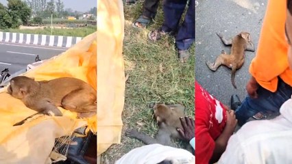 लोग कहते हैं बंदर में दिल नहीं होता! तो फिर ये क्या?... इंसान दोस्त की अर्थी पर बैठकर गया शमशान