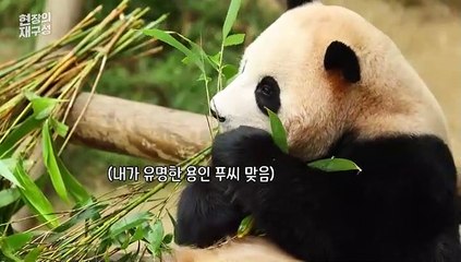 Descargar video: [현장의재구성] 판다 바오 쌍둥이 이름 첫 공개…그리고 다가온 생이별?