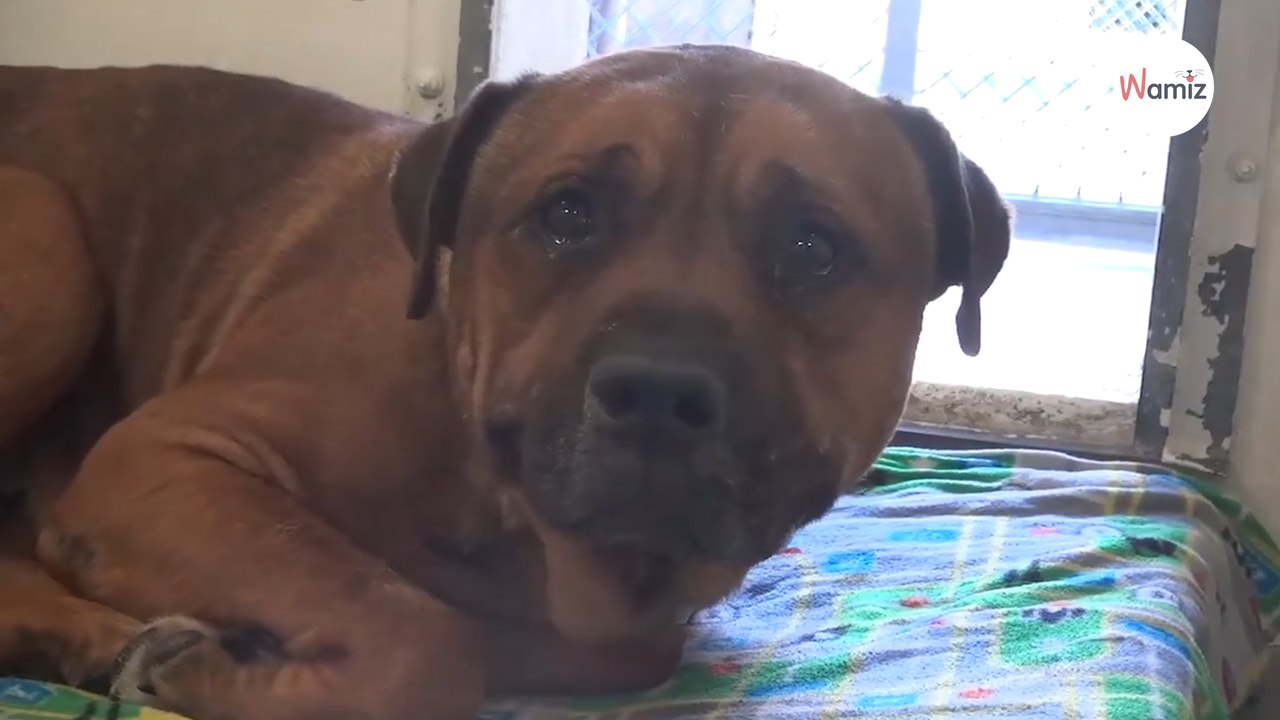 Labrador-Pitbull-Mix kullern die Tränen, als er sein Schicksal versteht (Video)