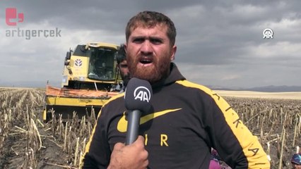 Ağrı'da depremzede tarım işçilerin ay çiçeği hasadı başladı: 'Ekmek parası için...'