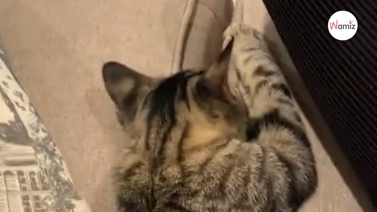 Ta akcja ratunkowa ubawiła 7 mln osób: Bohaterski kot rusza na pomoc koledze, który utknął pod kanapą