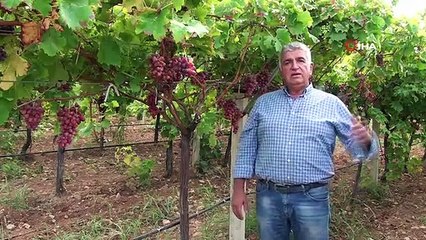 Denizli'nin bağlarında üzüm hasadı sona erdi