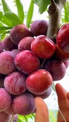 Best relaxing fruit tree cutting satisfying