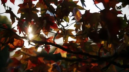 The Traitors AU S01E11 - Must-Watch Episode! 🌟