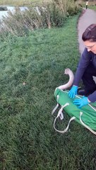 Young swans released in Sunderland after fish hooks were removed from limbs