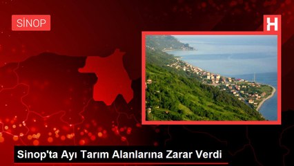 Sinop'ta Ayı Tarım Alanlarına Zarar Verdi