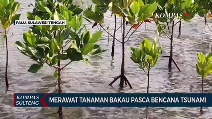 Merawat Tanaman Bakau Pasca Bencana Tsunami