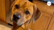 Ha l'audacia di dire no al suo cane: la sua reazione fa ridere milioni di persone (Video)
