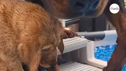 Le chiot a peur de l'eau et son grand frère veut l'aider : il provoque le chaos devant 2M de personnes hilares (vidéo)