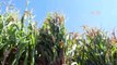 Antalya Büyükşehir Belediyesi Çiftçilere Makine ve Tohum Desteği Sağlıyor