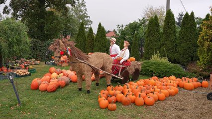 Dyniowe miasteczko w Kulinie pod Włocławkiem