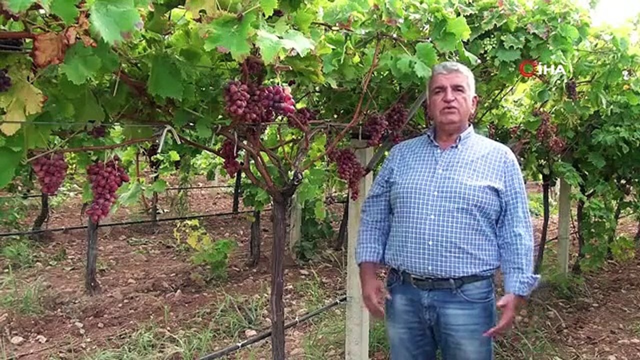 Les vendanges sont terminées dans les vignobles de Denizli