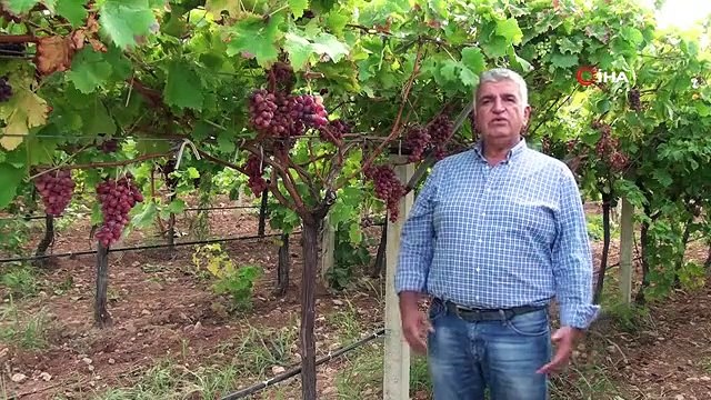 Les vendanges sont terminées dans les vignobles de Denizli