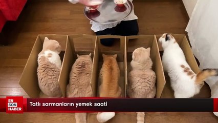 Tatlı sarmanların yemek saati