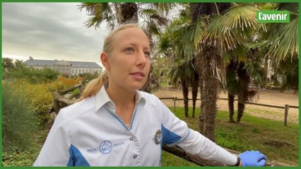 Entretien avec Alicia Quiévy, responsable vétérinaire à Pairi Daiza