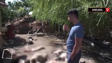 Ankara'da başıboş köpekler, 50’den fazla küçükbaş hayvanı telef etti