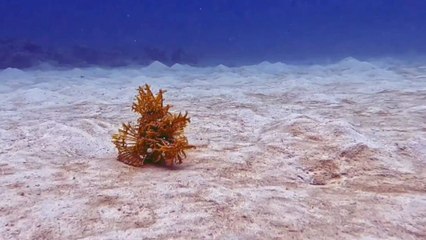 Scuba diver basks in the glory of a spike-tacular Weedy Scorpionfish