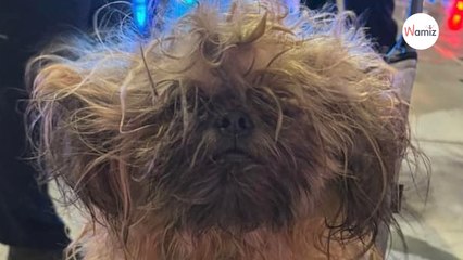 La police reçoit une alerte pour un chien errant : sur place, ils peinent à reconnaître la créature sous leurs yeux